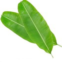 Banana Leaf