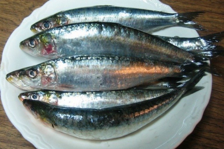 chaala fish